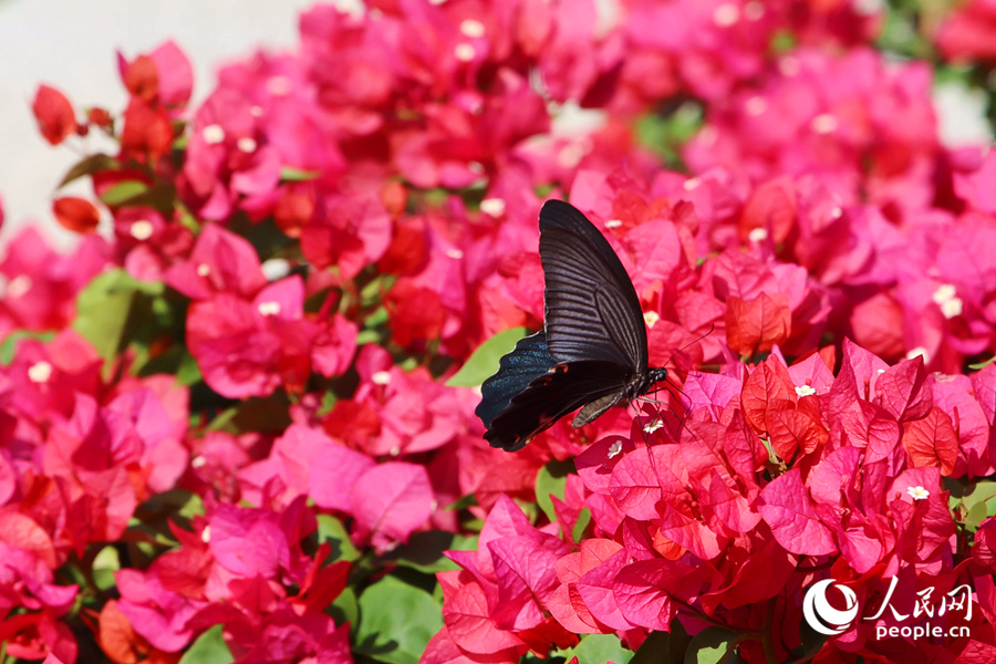 盛開的三角梅引得蝴蝶流連。人民網記者 陳博攝