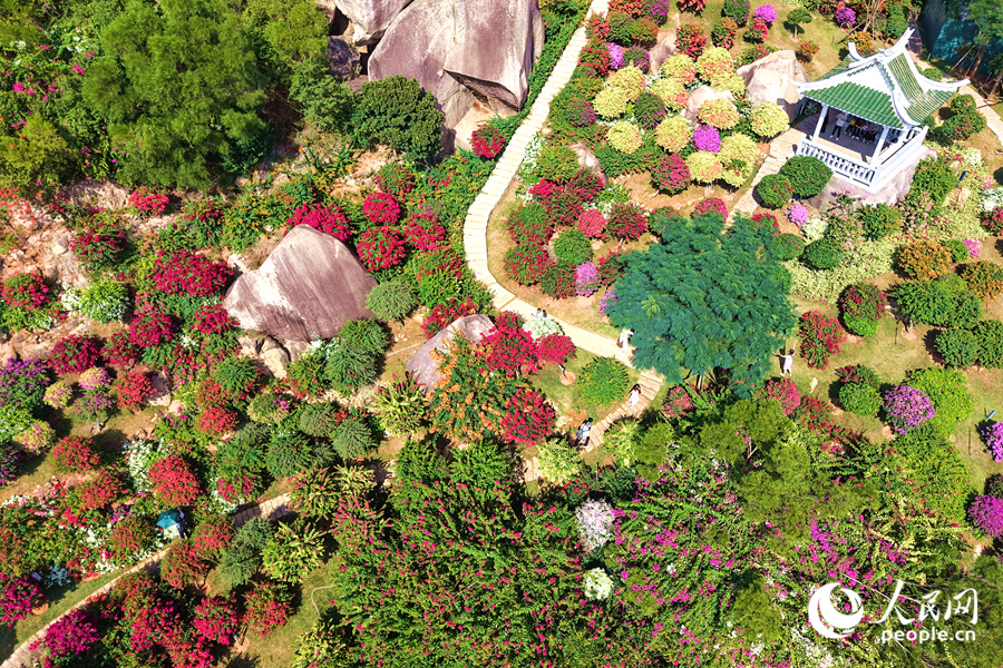 品種各異的三角梅依山勢錯落生長。人民網記者 陳博攝