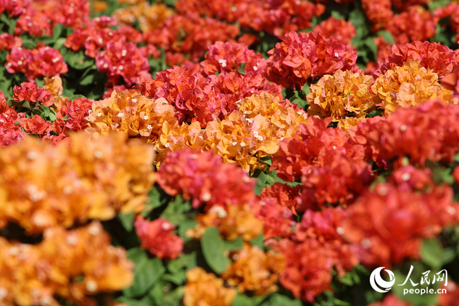 陽光下的三角梅顯得格外嬌艷。人民網記者 陳博攝