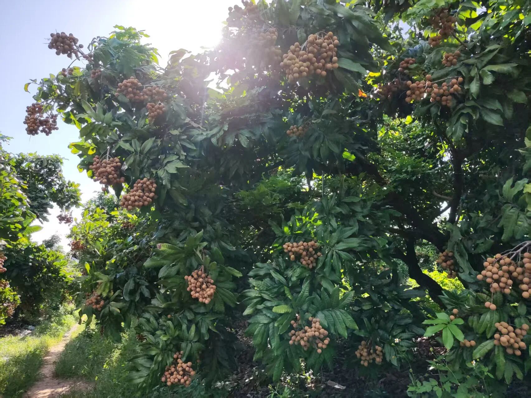 優(yōu)質(zhì)鳳梨穗龍眼樹枝繁果盛