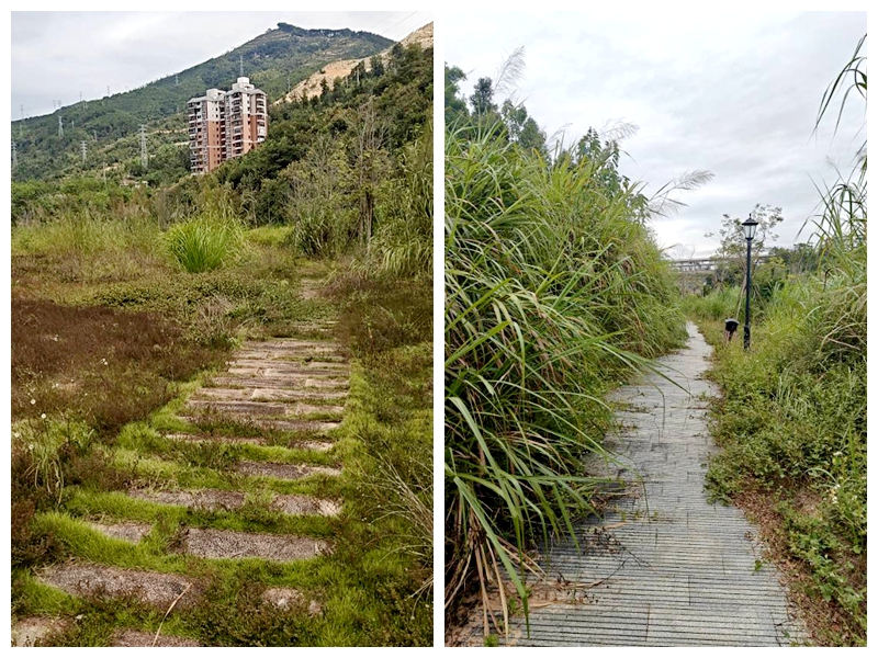 延平站站后公園雜草叢生。受訪者供圖