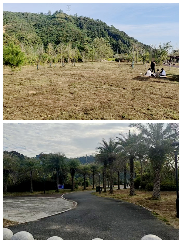 清理雜草后的延平站站后公園。南平市土發(fā)集團(tuán)公司供圖