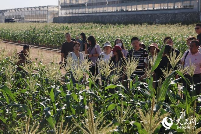 采風(fēng)團(tuán)了解玉米品種培育情況。人民網(wǎng)記者 陳博攝