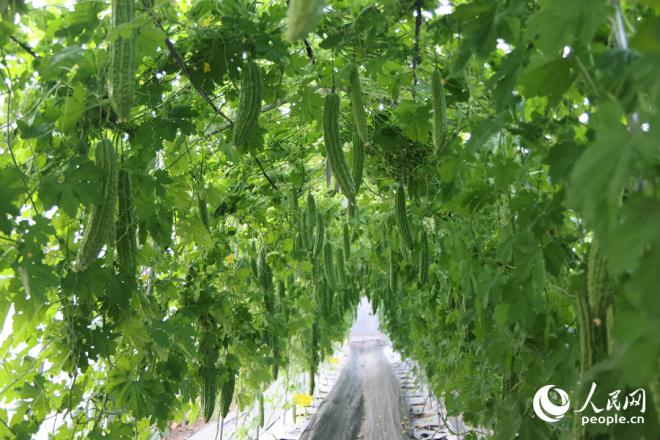 苦瓜垂掛藤間，呈現(xiàn)一派生機(jī)勃勃的景象。人民網(wǎng)記者 陳博攝