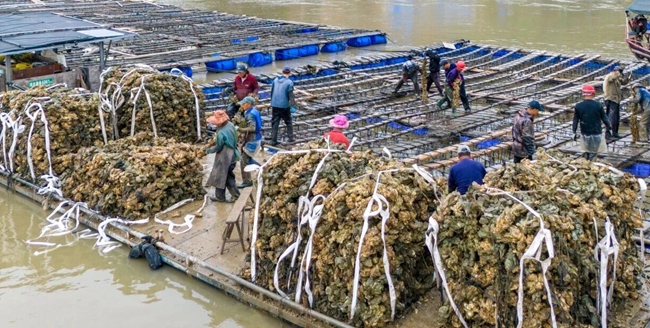 一大批肥美白蠔集體上岸