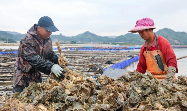 收蠔工人在整理剛打撈出水的白蠔