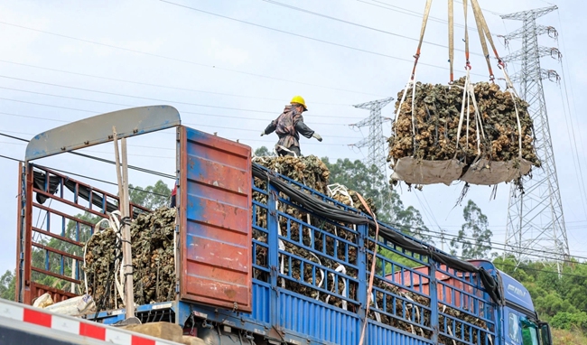 收蠔工人將沉甸甸的白蠔打撈出水