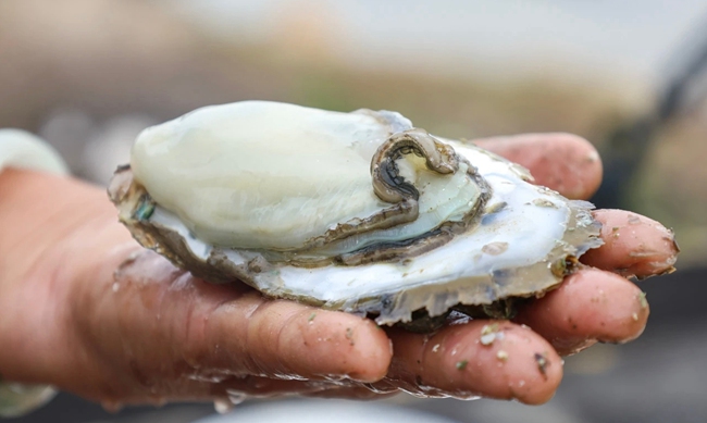 個大肥美的白蠔