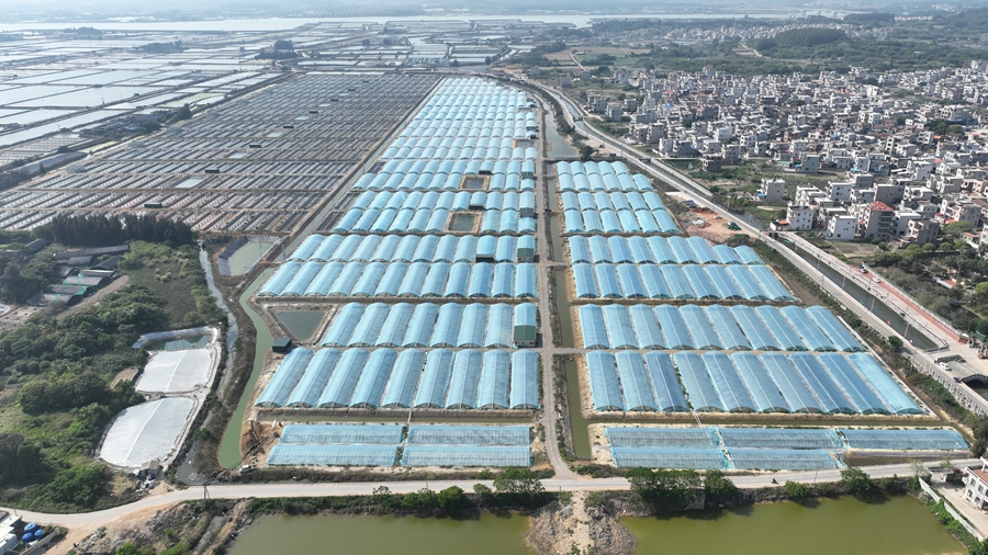 東山杏陳鎮(zhèn)“前埕”興村富民工坊小棚蝦項目。東山縣委宣傳部供圖