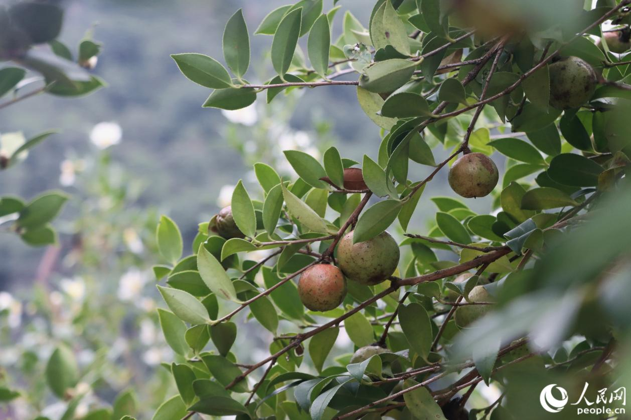 油茶果顏色逐漸由青轉(zhuǎn)紅。人民網(wǎng) 林銘賢攝