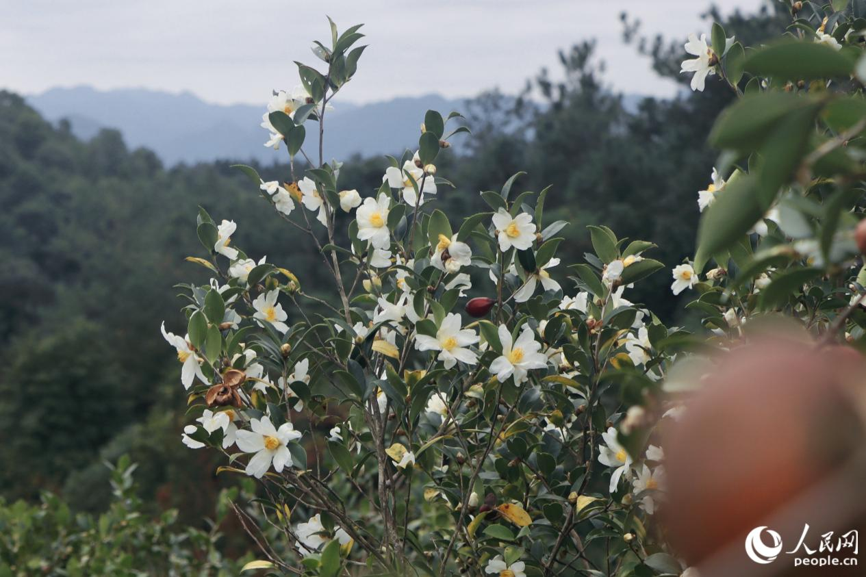 潔白的花朵綴滿枝頭。人民網(wǎng) 林銘賢攝