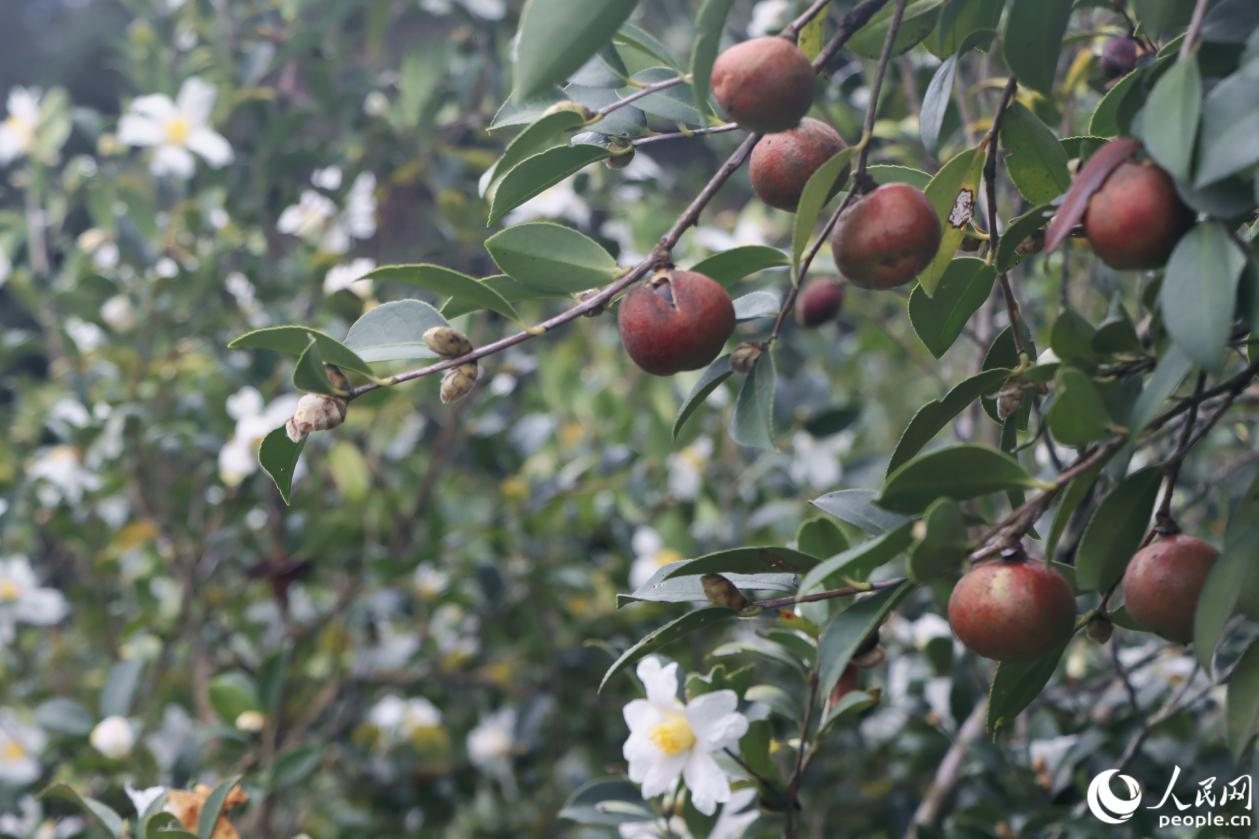 果肉飽滿的油茶果。人民網(wǎng) 林銘賢攝