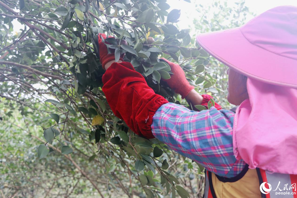 農(nóng)戶們將成熟的油茶果采收歸倉(cāng)。人民網(wǎng) 林銘賢攝