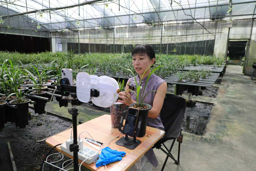 在南靖一處蘭花種植基地，主播在直播講解蘭花品種知識。張志偉攝