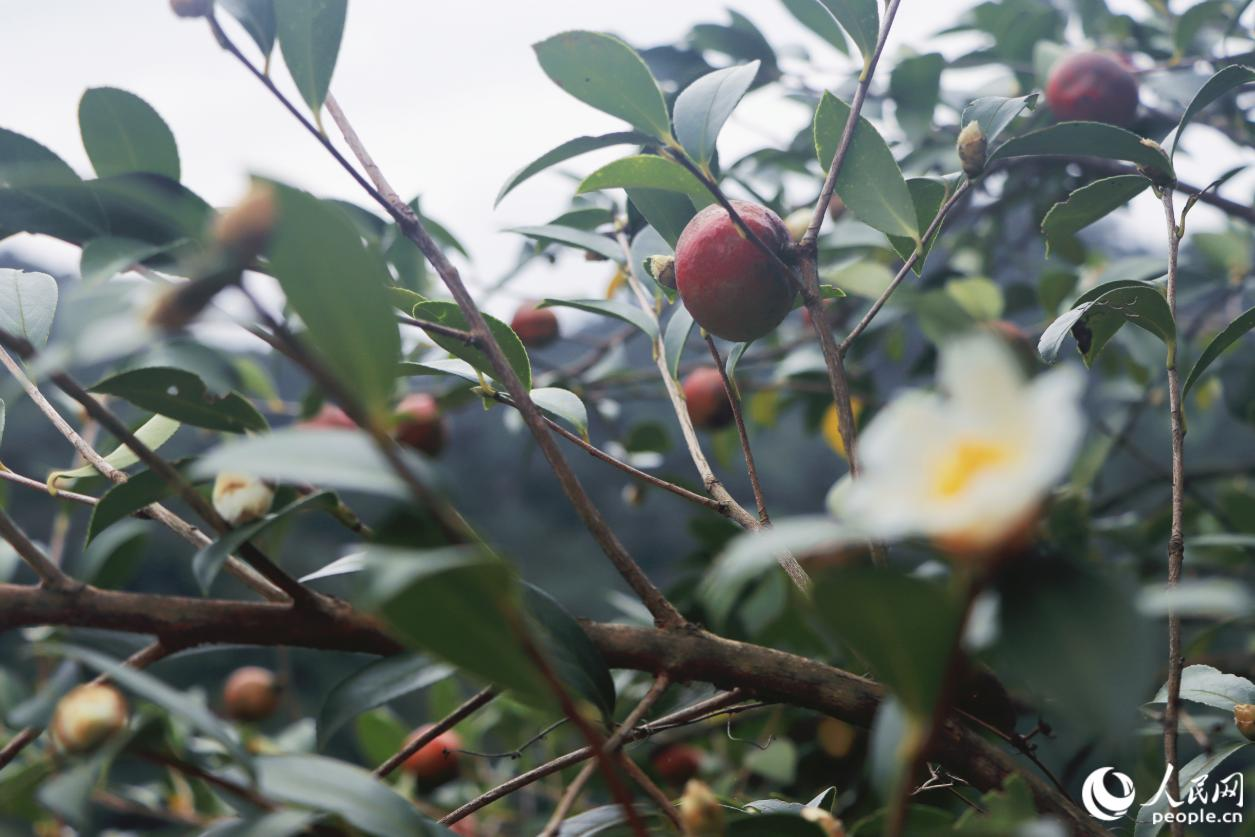 立冬過(guò)后迎來(lái)豐收的油茶果。人民網(wǎng) 林銘賢攝