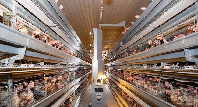 “木雞郎6”正在一間5萬(wàn)羽的雞舍中巡查