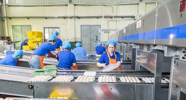 光陽(yáng)蛋業(yè)位于福清的蛋加工自動(dòng)生產(chǎn)車(chē)間