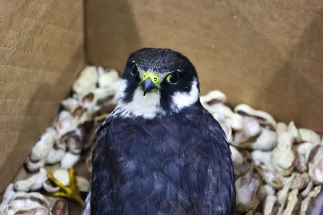 山堂村小學(xué)發(fā)現(xiàn)的燕隼