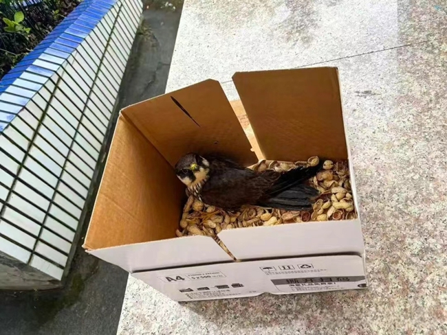 山堂村小學發(fā)現(xiàn)的燕隼