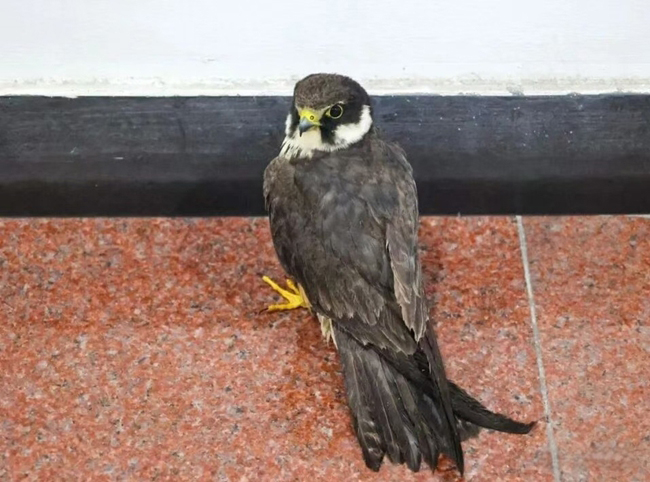 目前，這只燕隼正在接受進一步治療和康復養(yǎng)護