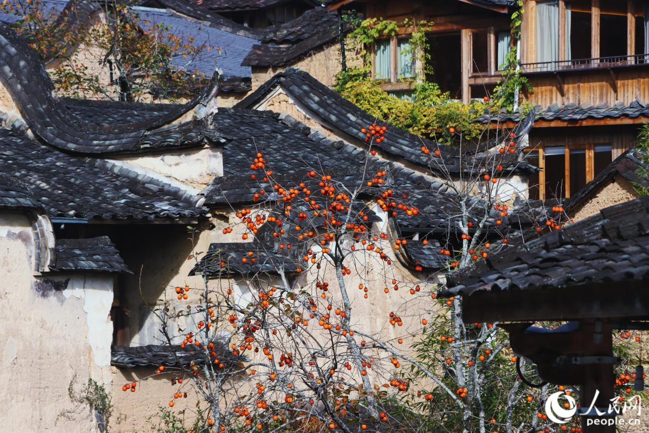 滿樹(shù)橙紅與石瓦古厝相映成畫(huà)。人民網(wǎng) 林銘賢攝