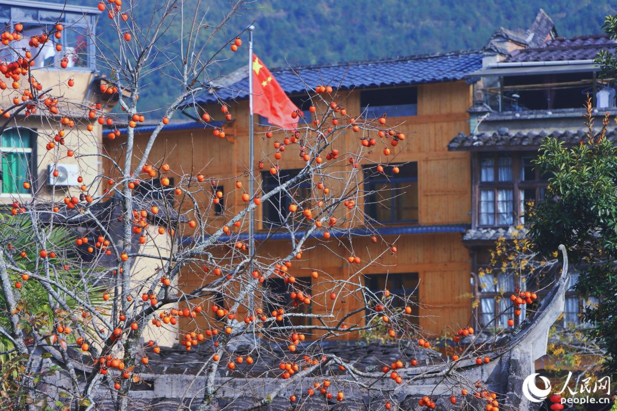 成熟的柿子如同一串串懸垂的暖燈。 人民網(wǎng) 林銘賢攝