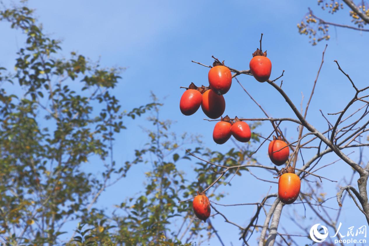 龍?zhí)洞迨磷泳Y滿枝頭。人民網(wǎng) 林銘賢攝