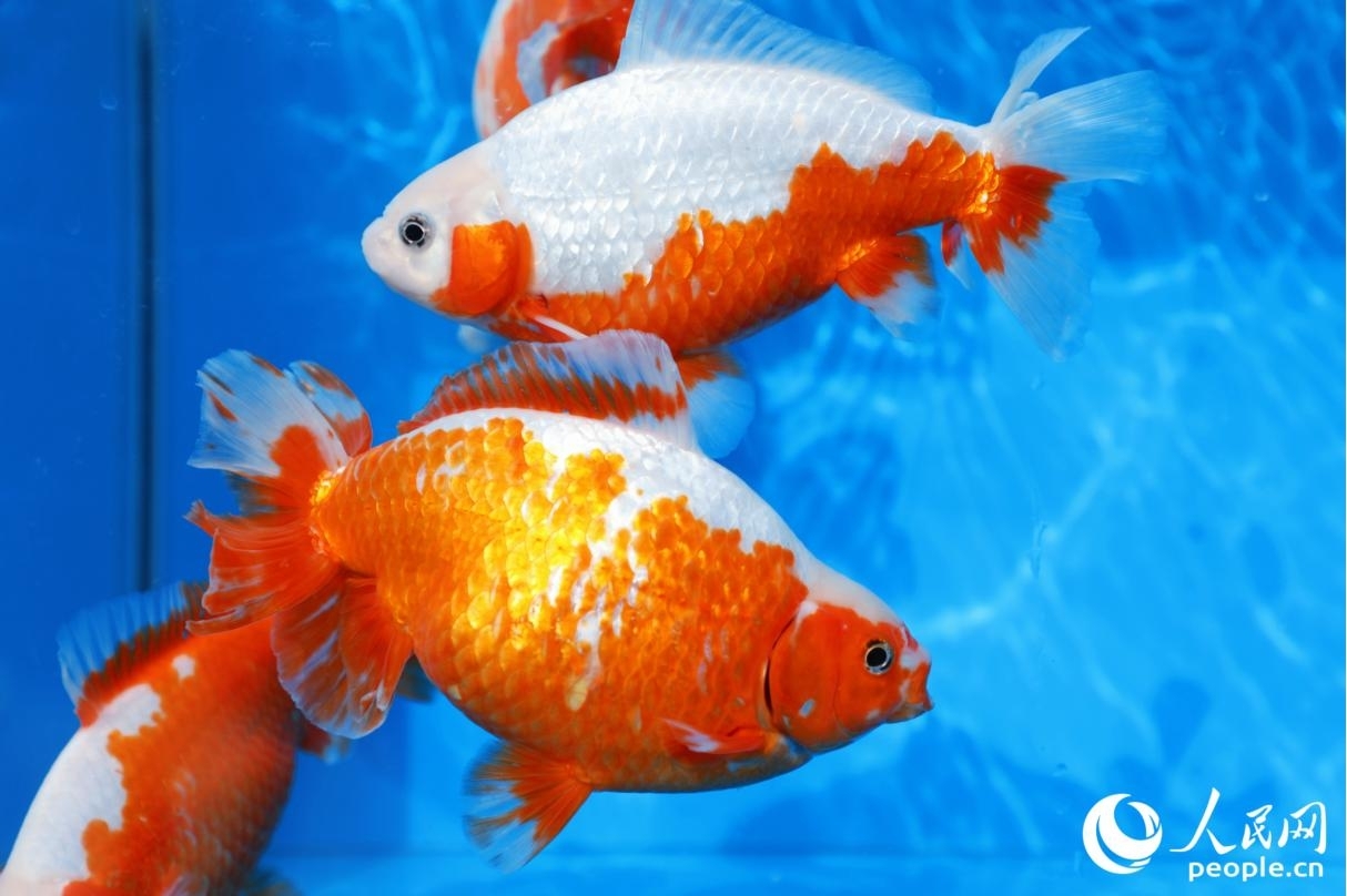 福州金魚，“金”光閃閃。人民網(wǎng)記者 李唯一攝