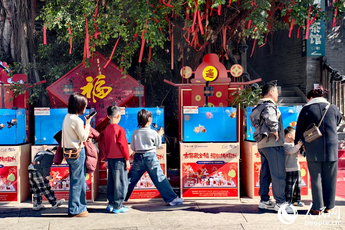 福州螺洲古鎮(zhèn)的金魚展區(qū)年味足。人民網(wǎng)記者 葉青卿攝