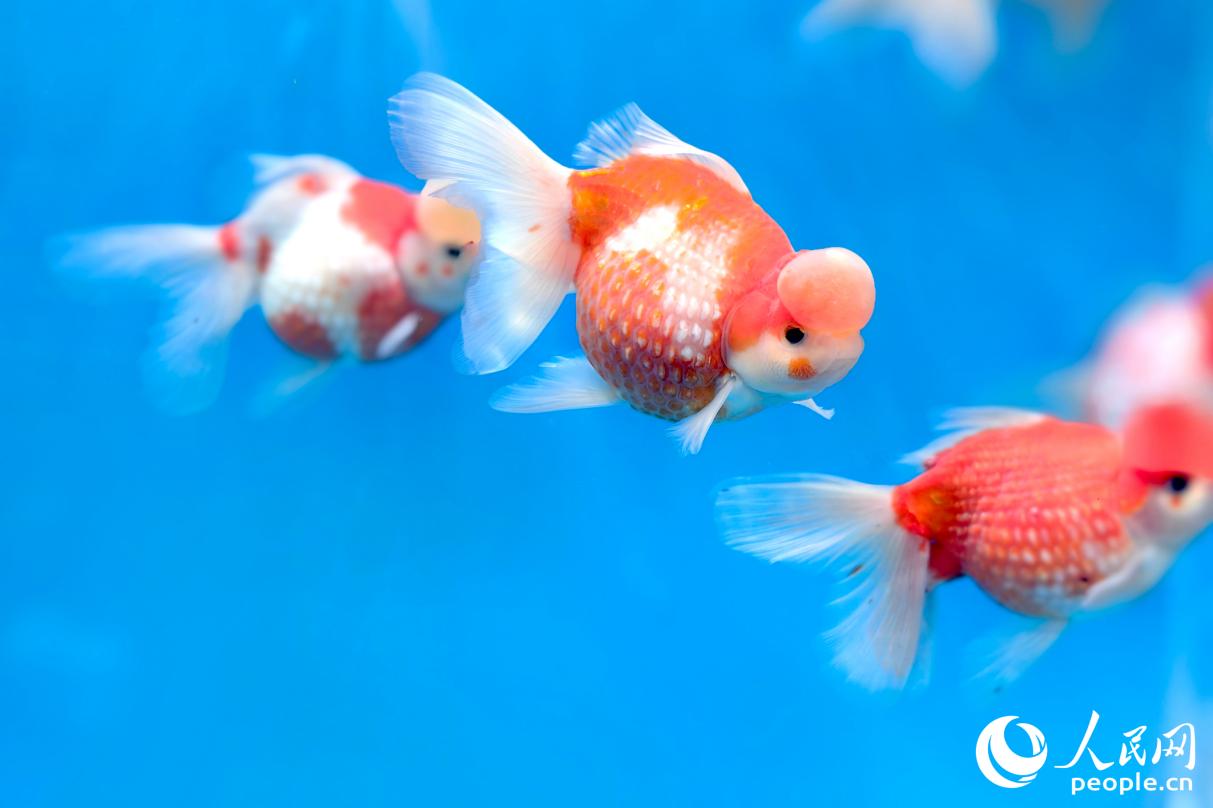 名為“皇冠珍珠”的金魚在展區(qū)里格外搶眼。人民網(wǎng)記者 葉青卿攝