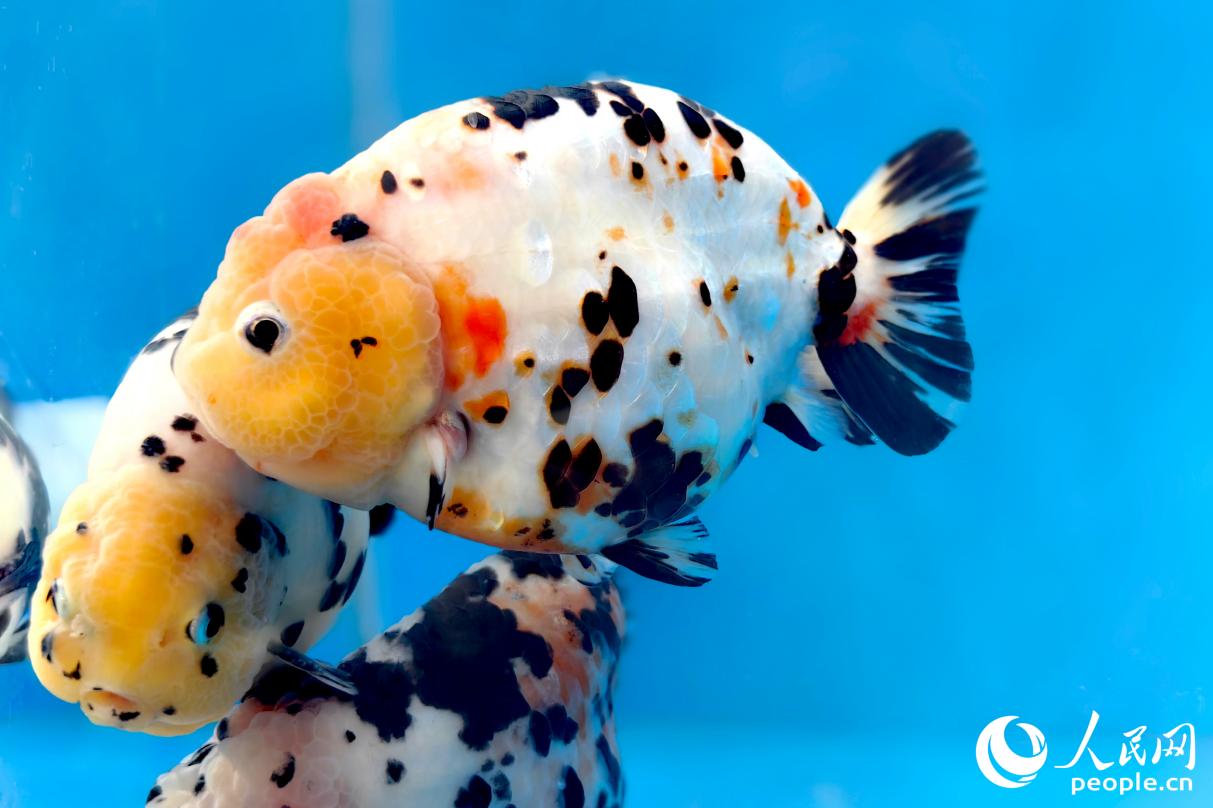 名為“奶牛蘭壽”的金魚如奶牛般憨態(tài)可掬。人民網(wǎng)記者 葉青卿攝