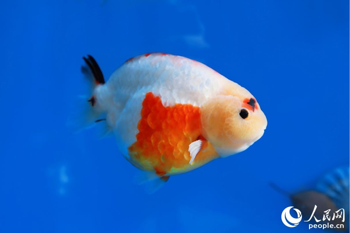 福州有100多種特色金魚品種。人民網(wǎng)記者 李唯一攝