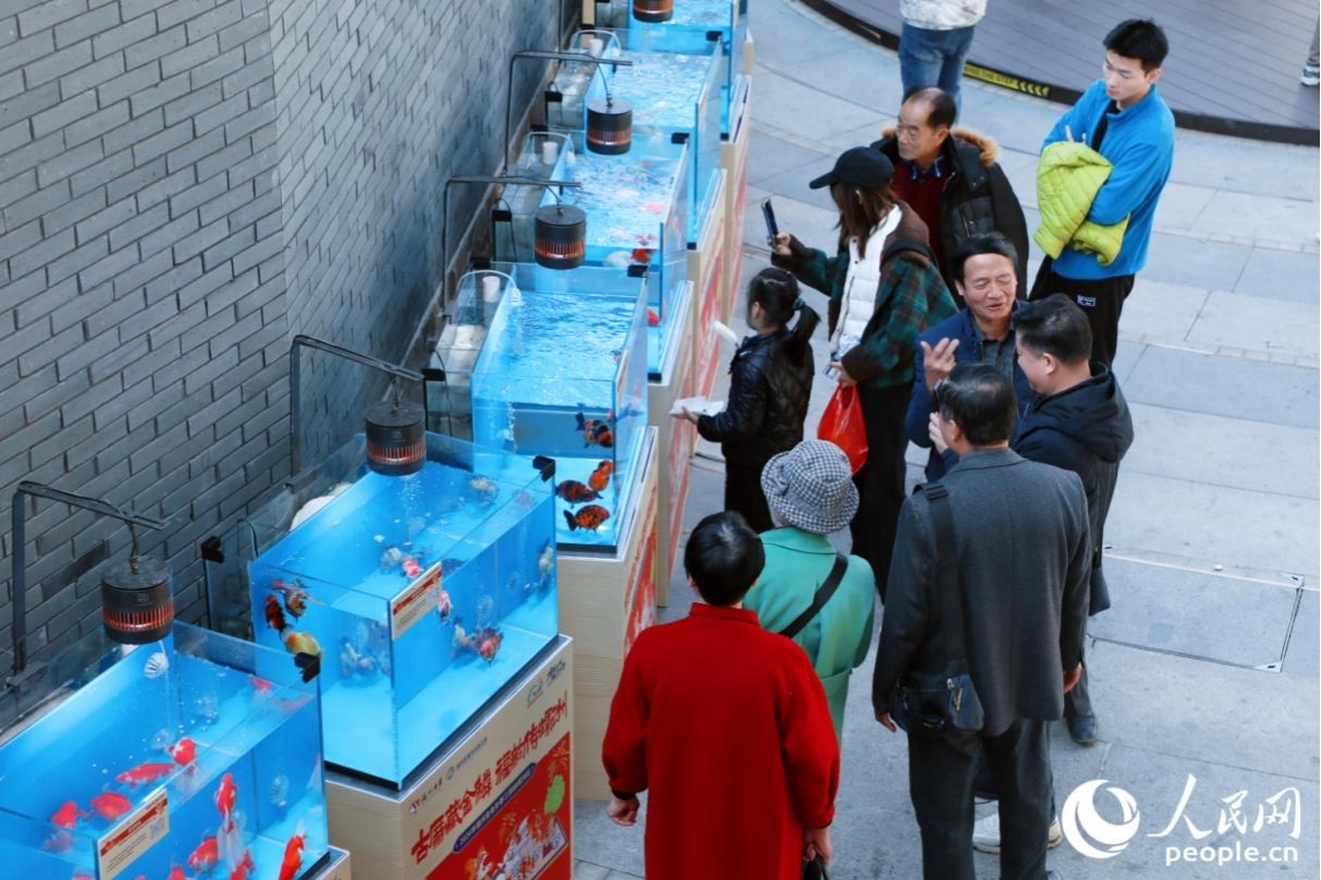 多品類金魚引來市民游客駐足欣賞。人民網(wǎng)記者 李唯一攝