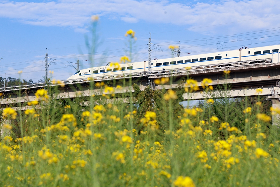 列車穿越花海，開往目的地。黃育仁攝