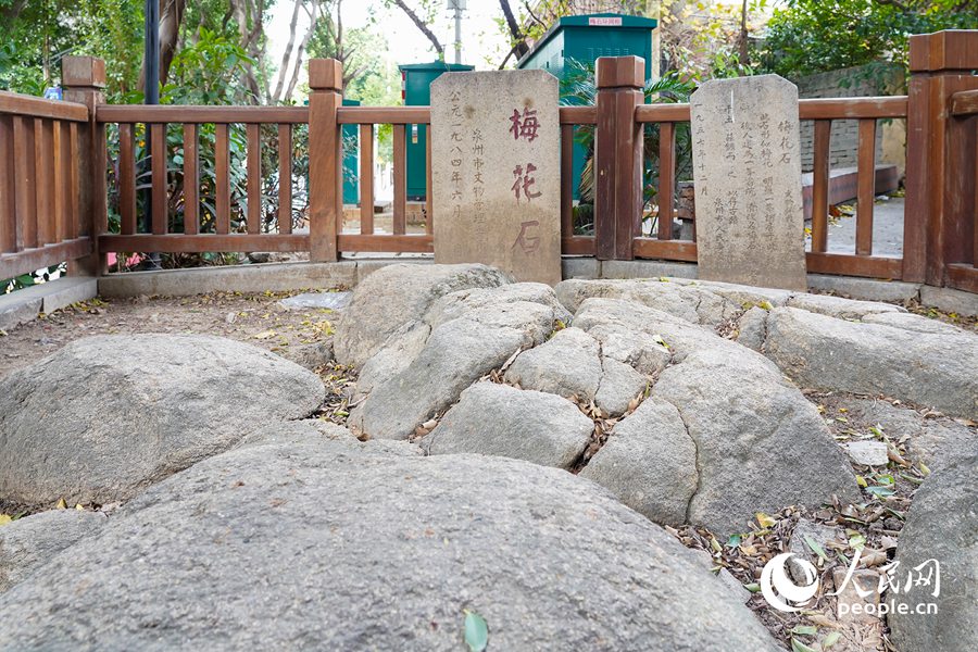 因石頭突出于地面又分裂數(shù)塊，形狀宛如一朵綻放的梅花，故得名“梅花石”。人民網(wǎng)記者 蘭志飛攝