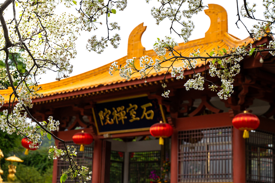 梨花與禪院石墻、飛檐翹角相映成趣。鄭志龍攝