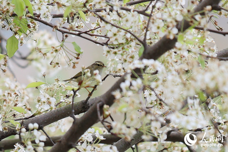 黃眉柳鶯在梨花枝頭流連。人民網(wǎng)記者 陳博攝
