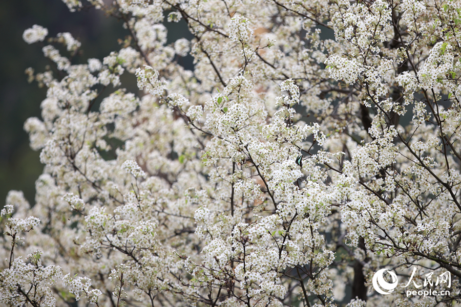 梨花盛開勝似層層白雪。人民網(wǎng)記者 陳博攝