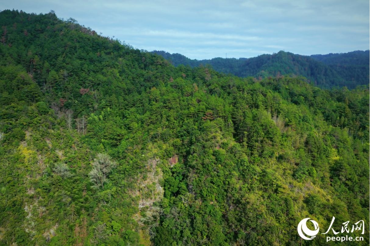 下黨多山林，在之前還沒有公路的日子里，村民們從壽寧縣城往返下黨鄉(xiāng)，需要披荊斬棘、跋山涉水。人民網(wǎng)記者 李唯一攝