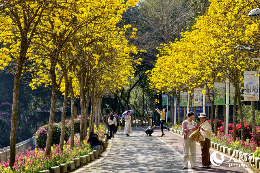 廈門天竺山森林公園黃花風鈴木盛放引客來。人民網記者 陳博攝