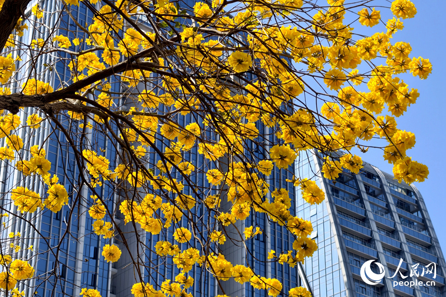 黃花風鈴木繁花滿樹，分外妖嬈。人民網記者 陳博攝