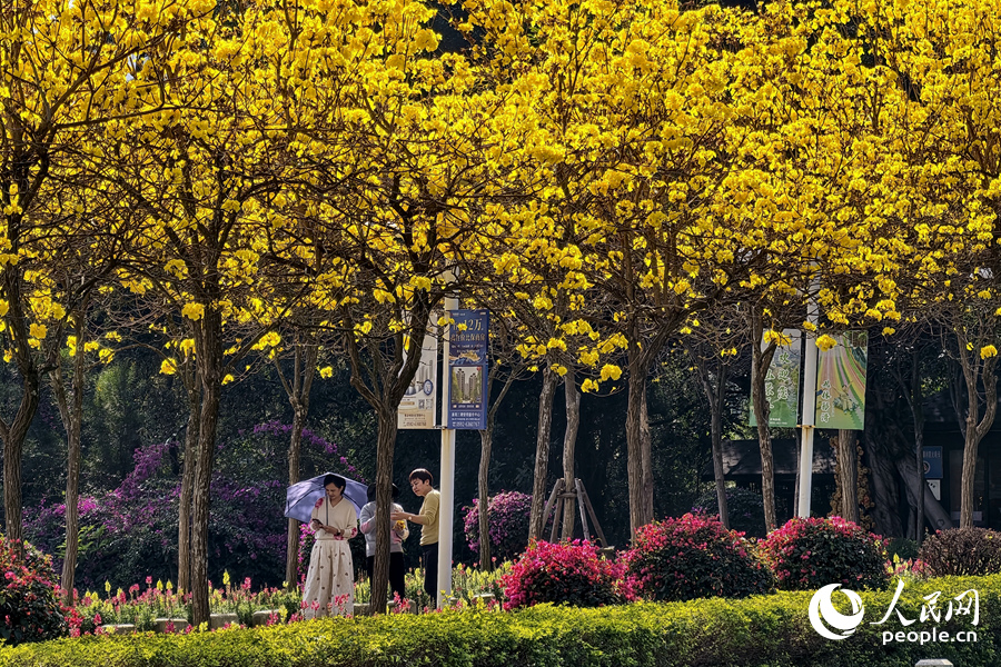 在廈門天竺山森林公園，游客在黃花下漫步。人民網記者 陳博攝