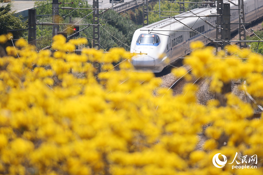 鐵道旁的黃花風鈴木花海。人民網記者 陳博攝