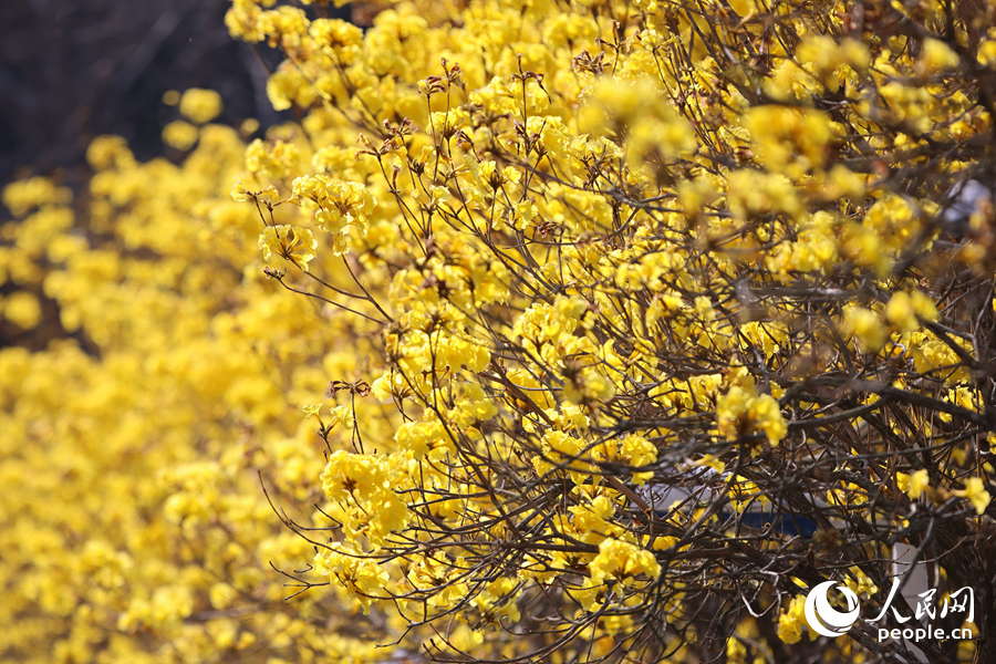 黃花風鈴木金黃色的花球綴滿枝頭。人民網記者 陳博攝