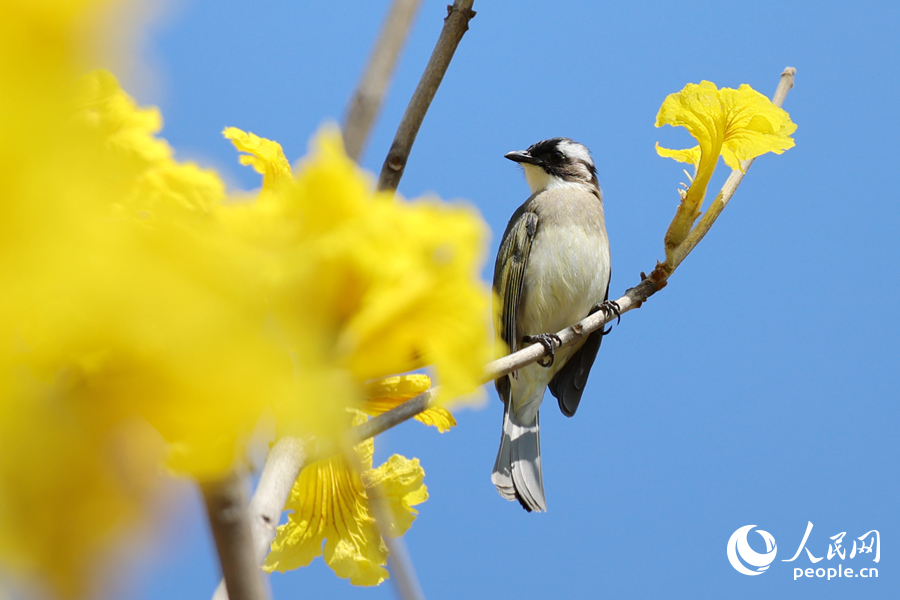 廈門南湖公園中，白頭鵯在黃花風鈴木枝頭停留。人民網記者 陳博攝