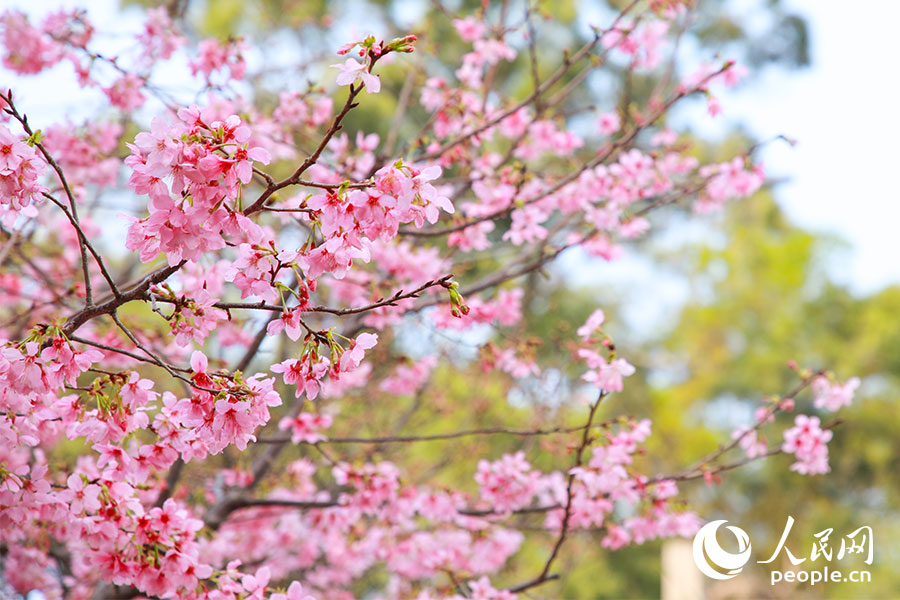 福建開放大學(xué)（桂山校區(qū)）迎來最佳賞櫻季。人民網(wǎng)記者 焦艷攝