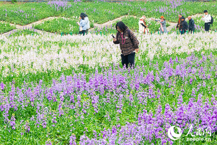 福州花海公園內(nèi)1.5萬平方米的紫羅蘭全面盛放，“白”和“紫”鋪滿了整片花圃。實(shí)習(xí)生 李雨澤攝
