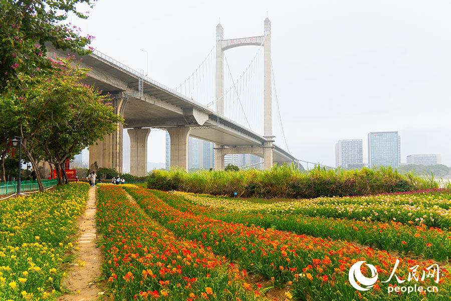 在福州花海公園鼓山大橋下的花田處，各色小蒼蘭點(diǎn)綴綠野。實(shí)習(xí)生 李雨澤攝