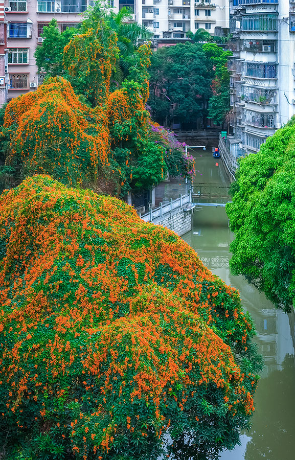 春天的福州，一個轉(zhuǎn)角就能邂逅如瀑般的炮仗花。羅南軍攝